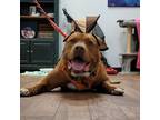Adopt Rocky a Mixed Breed (Large) / Mixed dog in Saratoga Springs, NY (34753684)