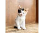 Adopt Silk a White Domestic Shorthair / Mixed cat in Fredericksburg