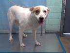 Adopt FLORA a White - with Brown or Chocolate Basenji / Mixed dog in Gardena