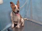 Adopt MERLIN a Merle Australian Cattle Dog / Mixed dog in Gardena, CA (34753512)