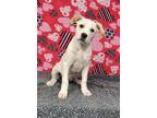 Adopt Lola a White Great Pyrenees / Pit Bull Terrier / Mixed dog in Talladega