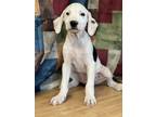 Adopt Freddie a Black - with White Labrador Retriever / Hound (Unknown Type) dog