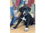 Adopt Baby a Black - with White Labrador Retriever / Hound (Unknown Type) dog in