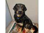 Adopt Sophie a Black Rottweiler / Shepherd (Unknown Type) / Mixed dog in
