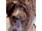 Adopt Britton a Brown/Chocolate - with White Poodle (Standard) / Australian