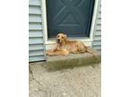 Adopt Lorenzo a Tan/Yellow/Fawn Golden Retriever / Mixed dog in Cherry Hill