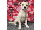 Adopt Trixie a White Great Pyrenees / Pit Bull Terrier / Mixed dog in Talladega