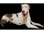 Adopt Gustav a White Great Dane / Mixed dog in Vail, AZ (34002364)