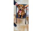 Adopt Cosmo a Dachshund / Mixed dog in California City, CA (34753443)