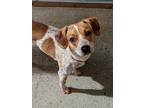 Adopt Ellie a Beagle / Mixed dog in Gloversville, NY (34749861)
