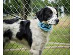 Adopt Sherlock a Black - with White Great Pyrenees / Border Collie / Mixed dog