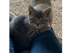 Adopt Smokey a Domestic Shorthair / Mixed cat in Vancouver, WA (34752929)