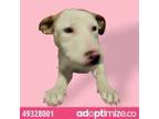 Adopt Bree a White Pit Bull Terrier / Mixed dog in El Paso, TX (34753122)