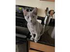 Adopt Climber a Gray or Blue Russian Blue cat in Wheaton, IL (34749533)
