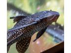 Adopt Perry A Fish Reptile, Amphibian, And/or Fish In Golden, CO (34749467)