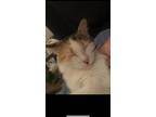 Adopt delilah a Calico or Dilute Calico Maine Coon / Mixed (long coat) cat in