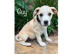 Adopt Guy (Fieri) a Labrador Retriever dog in Atlanta, GA (34752973)