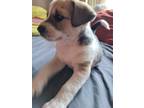 Adopt Grace a Tricolor (Tan/Brown & Black & White) American Pit Bull Terrier /