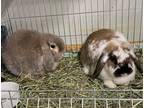 Adopt Theodore And Riley A Tan Lop, Holland / Mixed Rabbit In Temecula