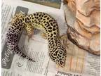Adopt Lasagna A Gecko / Gecko / Mixed Reptile, Amphibian