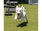 Adopt Winter a White Dachshund / Mixed dog in Santa Cruz, CA (34752845)