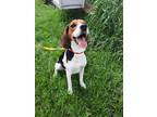 Adopt Levi a Tricolor (Tan/Brown & Black & White) Beagle / Mixed dog in Seville