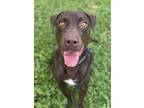 Adopt Freddy a Labrador Retriever / Mixed dog in Lancaster, OH (34752808)