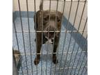 Adopt Baby a Gray/Silver/Salt & Pepper - with Black Pit Bull Terrier / Mixed dog