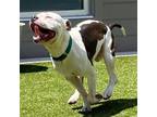 Adopt Monsta a White - with Tan, Yellow or Fawn Pit Bull Terrier / Mixed dog in