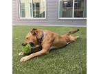 Adopt Karl a Tan/Yellow/Fawn Pit Bull Terrier / Mixed dog in Greensboro