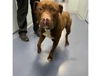 Adopt Putty a Brown/Chocolate Pit Bull Terrier / Mixed dog in Greensboro