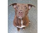 Adopt Amie a Pit Bull Terrier / Terrier (Unknown Type, Medium) / Mixed dog in