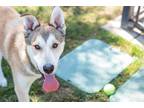 Adopt Bruno a Siberian Husky / Mixed dog in Fresno, CA (34752584)