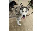 Adopt Bosley a White Husky / Mixed dog in Fresno, CA (34752567)