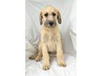 Adopt Delilah a Tricolor (Tan/Brown & Black & White) Labradoodle / Mixed dog in