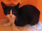 Adopt a All Black Domestic Shorthair / Mixed (short coat) cat in Oklahoma City