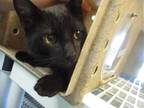Adopt EUGENE a All Black Domestic Shorthair / Mixed (short coat) cat in Oklahoma