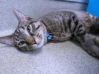 Adopt TREVOR a Brown Tabby Domestic Shorthair / Mixed (short coat) cat in