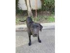 Adopt a Black Labrador Retriever / Mixed dog in Sacramento, CA (34752450)