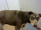 Adopt a Brown/Chocolate Doberman Pinscher / Mixed dog in Sacramento