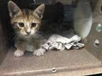 Adopt TWINKLE TOES A Brown Tabby Domestic Shorthair / Mixed (short Coat) Cat In