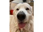 Adopt Yuki a Great Pyrenees / Mixed dog in Mipiltas, CA (34749004)