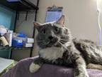 Adopt Magpie a Domestic Mediumhair / Mixed cat in Sherwood, OR (34752558)