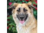 Adopt Anya von Anklam a Tan/Yellow/Fawn - with White German Shepherd Dog / Mixed