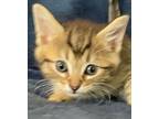 Adopt Rocket a Brown Tabby Domestic Shorthair (short coat) cat in Huntley