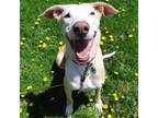 Adopt Moush a White - with Tan, Yellow or Fawn Mixed Breed (Large) / Great Dane