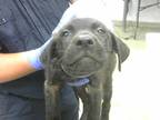 Adopt CROW a Black Labrador Retriever / Mixed dog in Houston, TX (34752192)