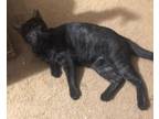 Adopt PETEY A All Black Domestic Shorthair (short Coat) Cat In Pensacola