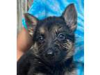 Adopt 1M a German Shepherd Dog / Mixed dog in Acworth, GA (34752328)