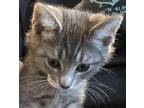 Adopt Smokey A Brown Tabby Domestic Shorthair (short Coat) Cat In Huntley